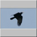 Corvus corone corone - Rabenkraehe 03.jpg